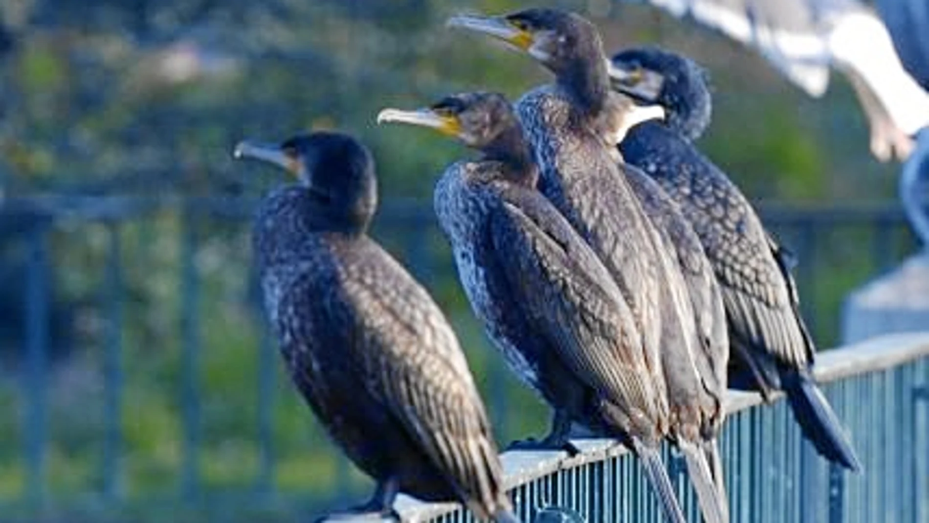 Medio Ambiente dice que el cormorán no es especie invasora en l'Albufera