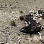 Al campo argentino sufre la peor sequía en más de medio siglo