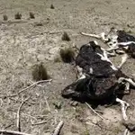  El campo argentino sufre la peor sequía en más de medio siglo