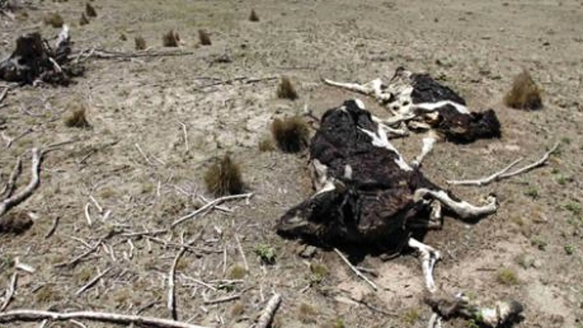 Al campo argentino sufre la peor sequía en más de medio siglo
