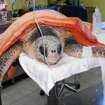 En el centro de Tenerife, las tortugas reciben terapias específicas de recuperación antes de ser liberadas