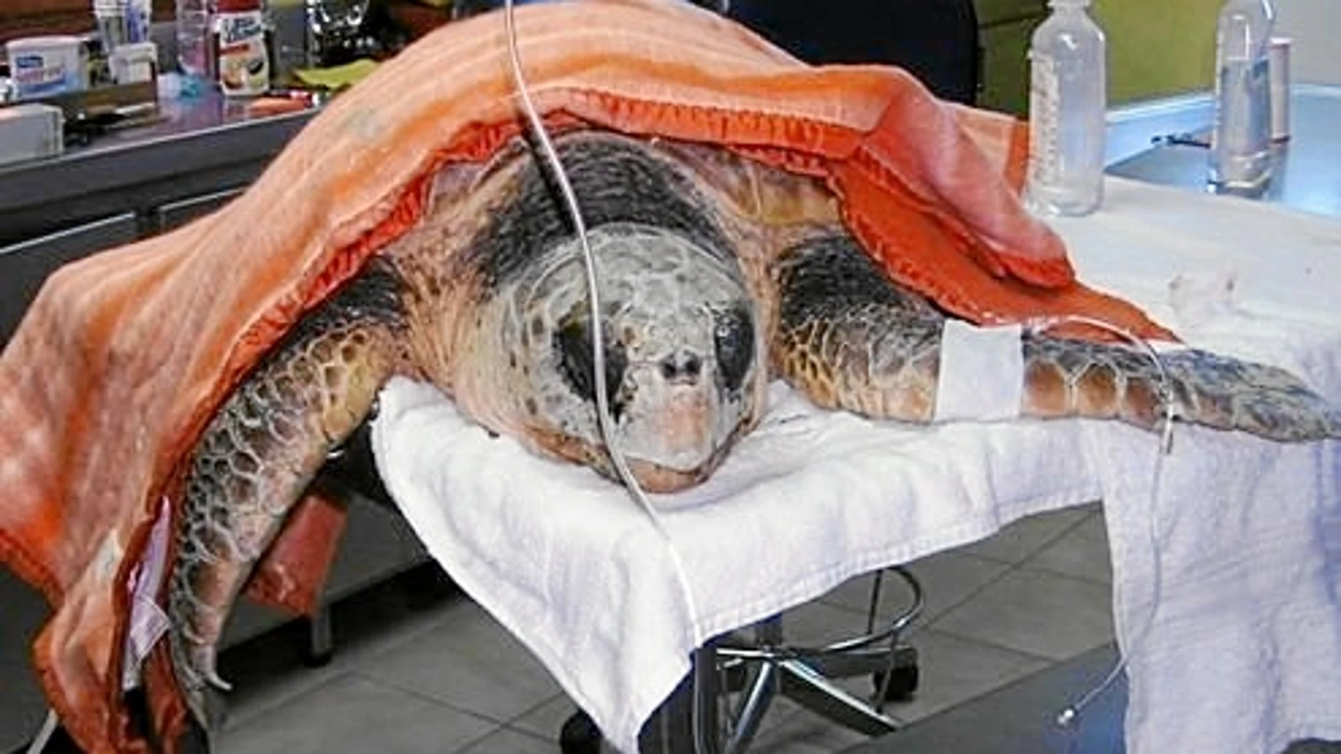 En el centro de Tenerife, las tortugas reciben terapias específicas de recuperación antes de ser liberadas