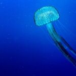Salud recuerda que las picaduras de medusa son leves en la mayoría de los casos