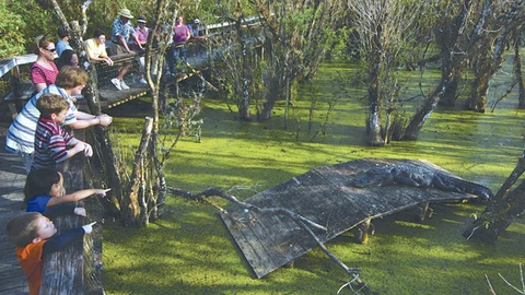 Everglades, el humedal eterno