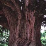 El Tejo de Bermiego, en el concejo de Quirós (Asturias), está en excelente estado de conservación