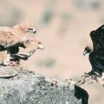 Nace una red para proteger al águila imperial ibérica