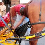 Cincuenta cocheros ya tienen los pañales que deberán usar los caballos