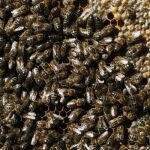 Más de la mitad de la población a favor de los productos naturales para la garganta