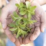 Crean un edulcorante natural y sin calorías