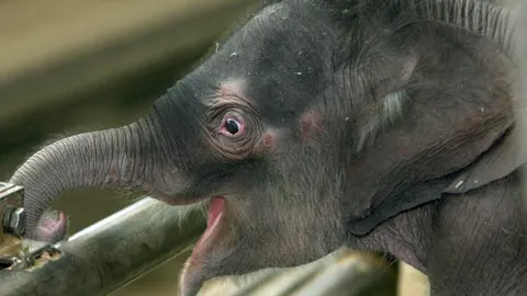 Nace una cría macho de elefante africano en el parque de la Naturaleza de Cabárceno (Cantabria)