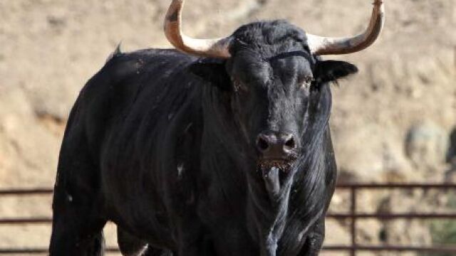 Las fotos de los toros del duelo entre Javier Castaño e Iván Fandiño en Valencia
