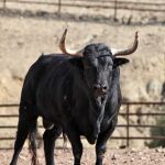 Las fotos de los toros del duelo entre Javier Castaño e Iván Fandiño en Valencia