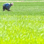 Las exigencias de ahorro hídrico de la PAC pone en peligro los arrozales