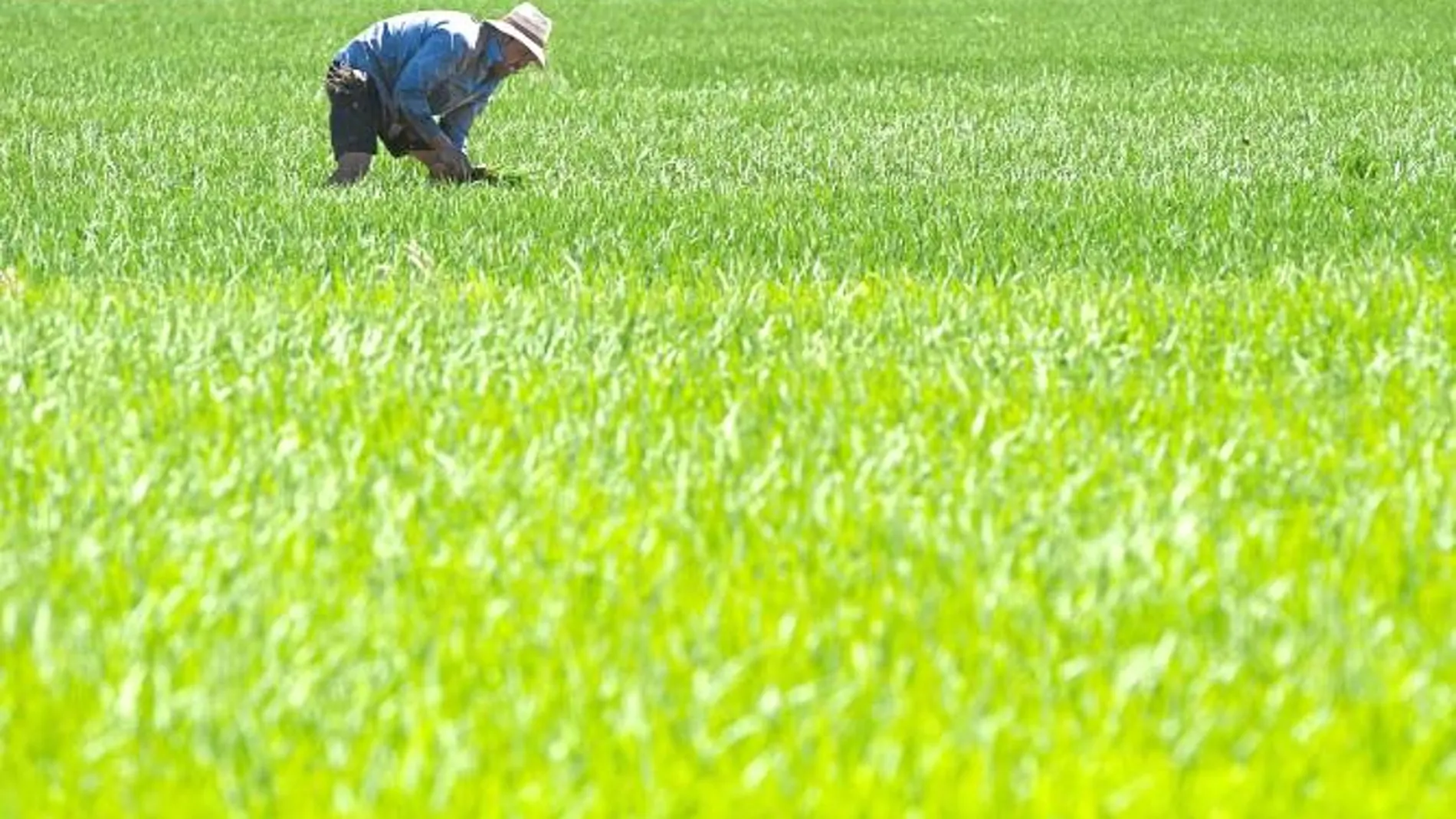 Las exigencias de ahorro hídrico de la PAC pone en peligro los arrozales