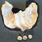 Los neandertales tenían nociones de medicina natural