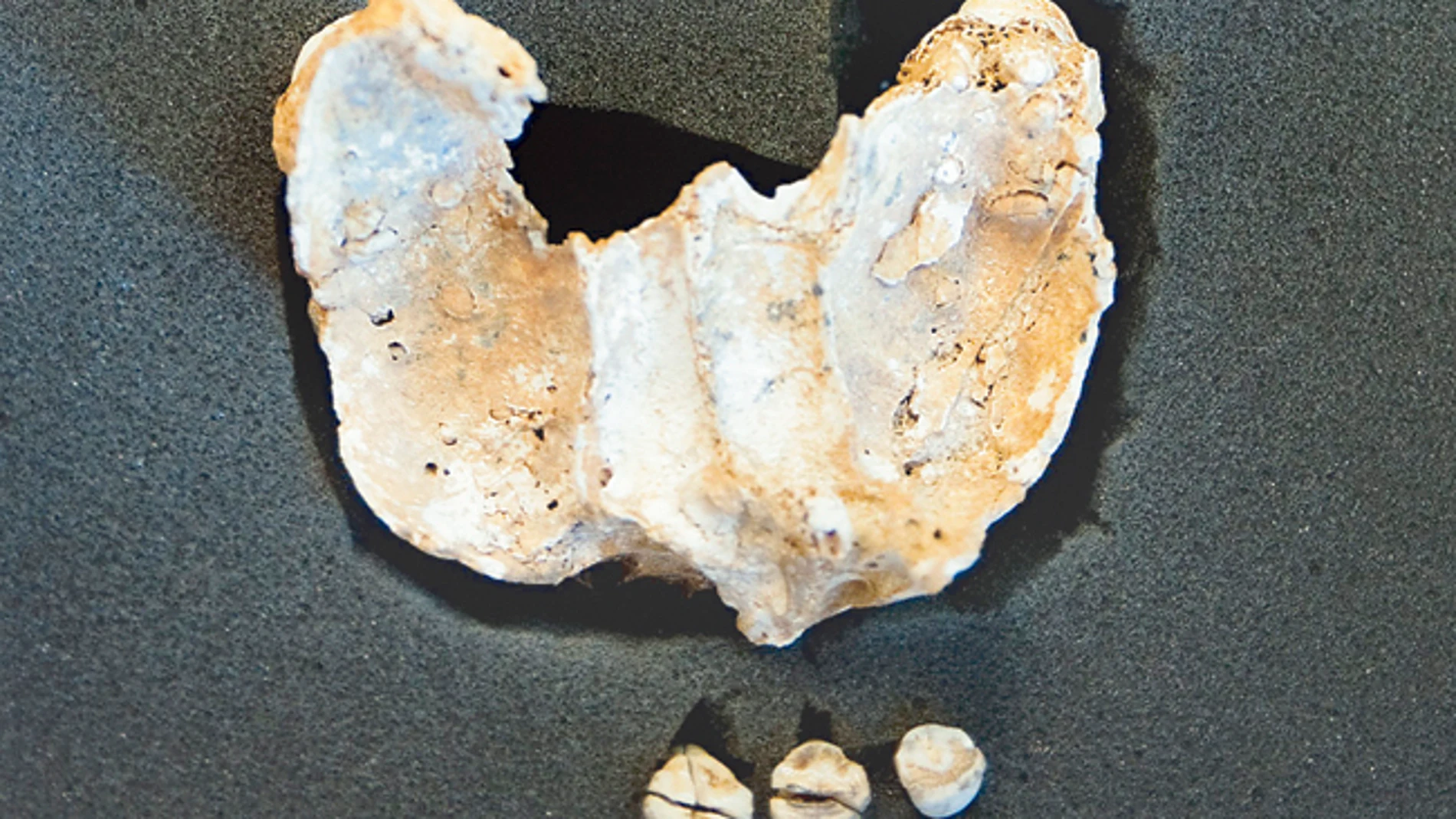 Los neandertales tenían nociones de medicina natural