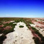 Convierten 30 kilómetros cuadrados de desierto estéril en praderas