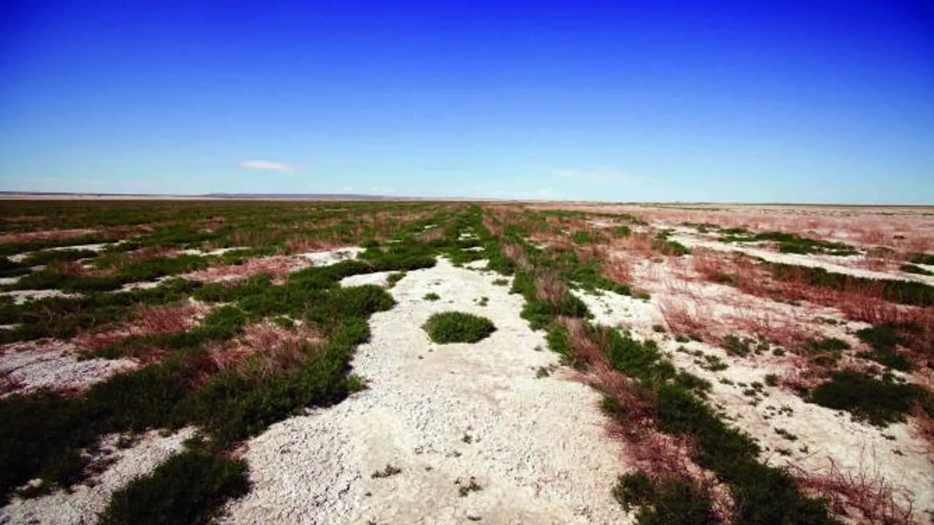 Convierten 30 kilómetros cuadrados de desierto estéril en praderas