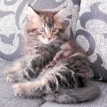 Lince, que es un gato muy tranquilo, se pasa las tardes sentado en el sofá