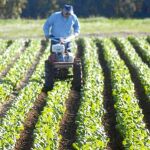 La agricultura del futuro germina en Valencia