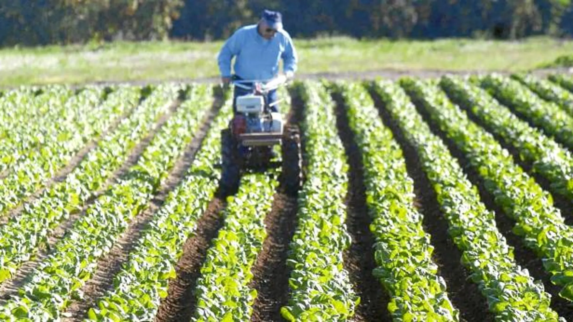 La agricultura del futuro germina en Valencia