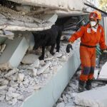 Perros adiestrados consiguen detectar animales enfermos a kilómetros de distancia