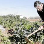 Remite la ola de frío con menos daños de los esperados en la agricultura