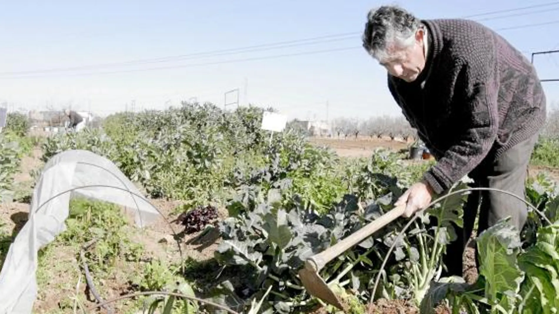 Remite la ola de frío con menos daños de los esperados en la agricultura