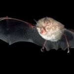 Los murciélagos principales transmisores de sarampión paperas o neumonía en el hombre