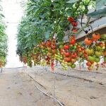 Bové asegura que si se aprueba el acuerdo agrícola con Marruecos lo recurrirá