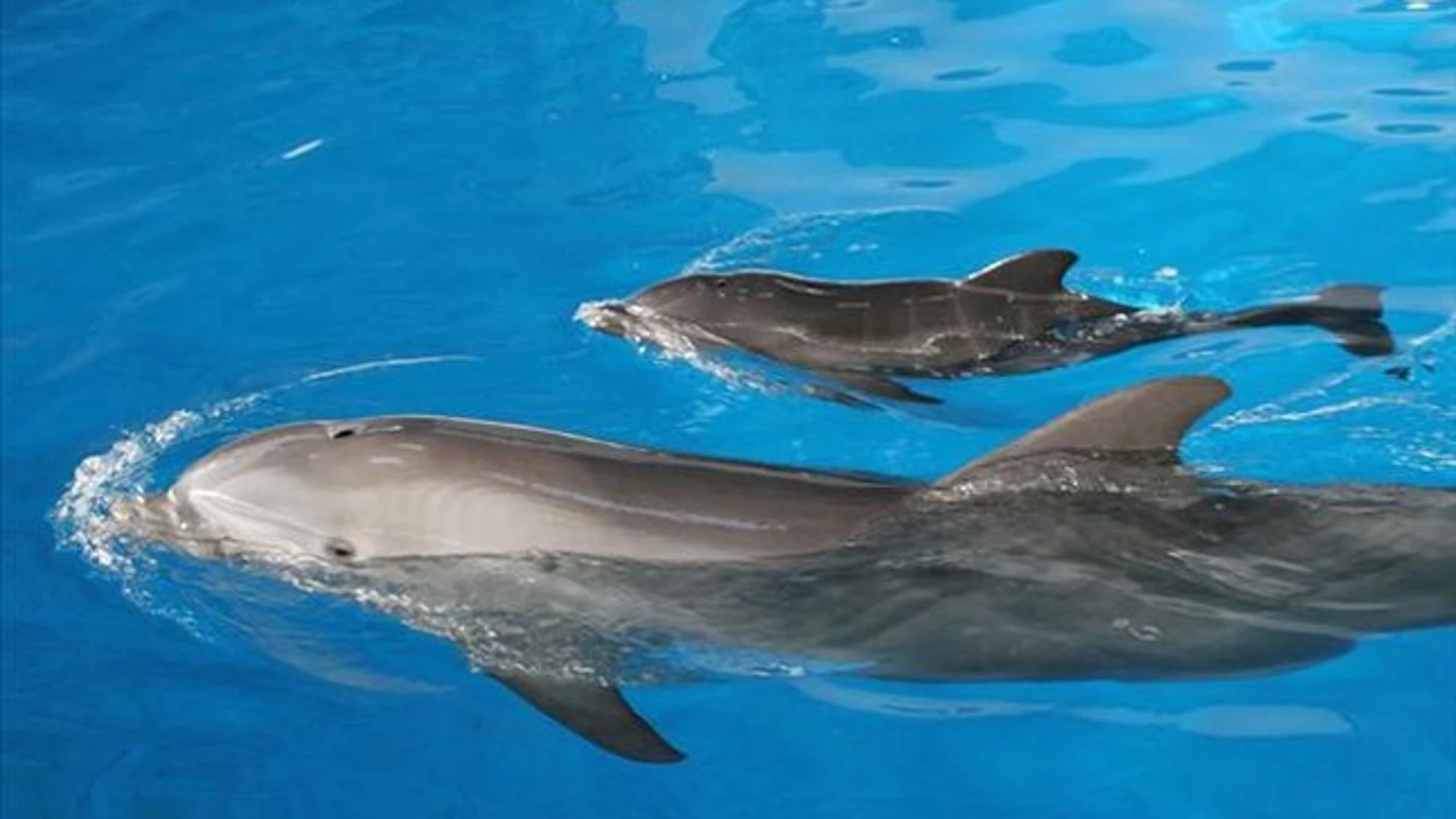 Nace una cría de delfín en el Zoo de Barcelona por primera vez en seis años