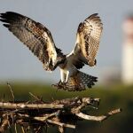 El águila pescadora regresa tras 60 años a la Península para quedarse