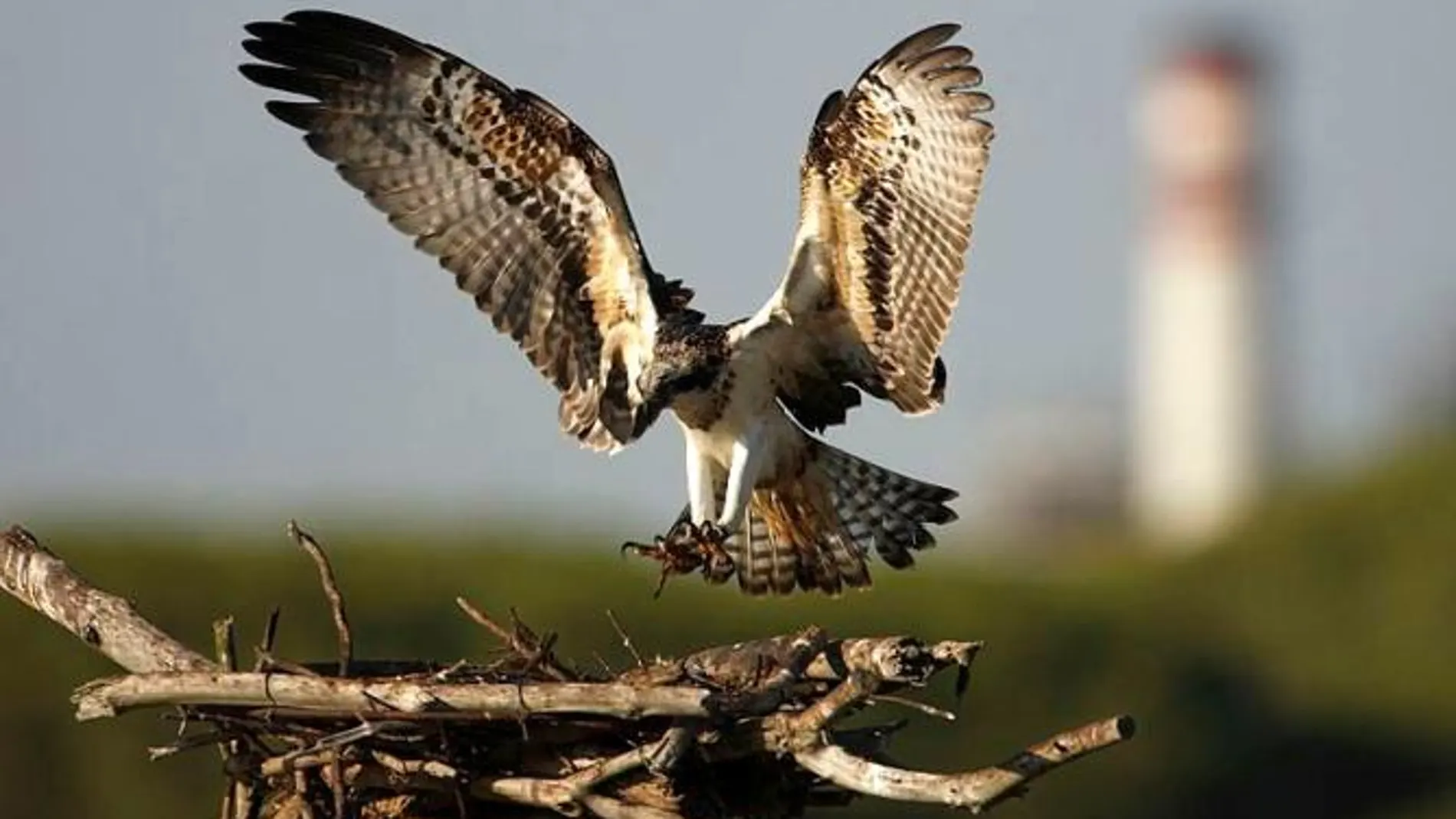 El águila pescadora regresa tras 60 años a la Península para quedarse