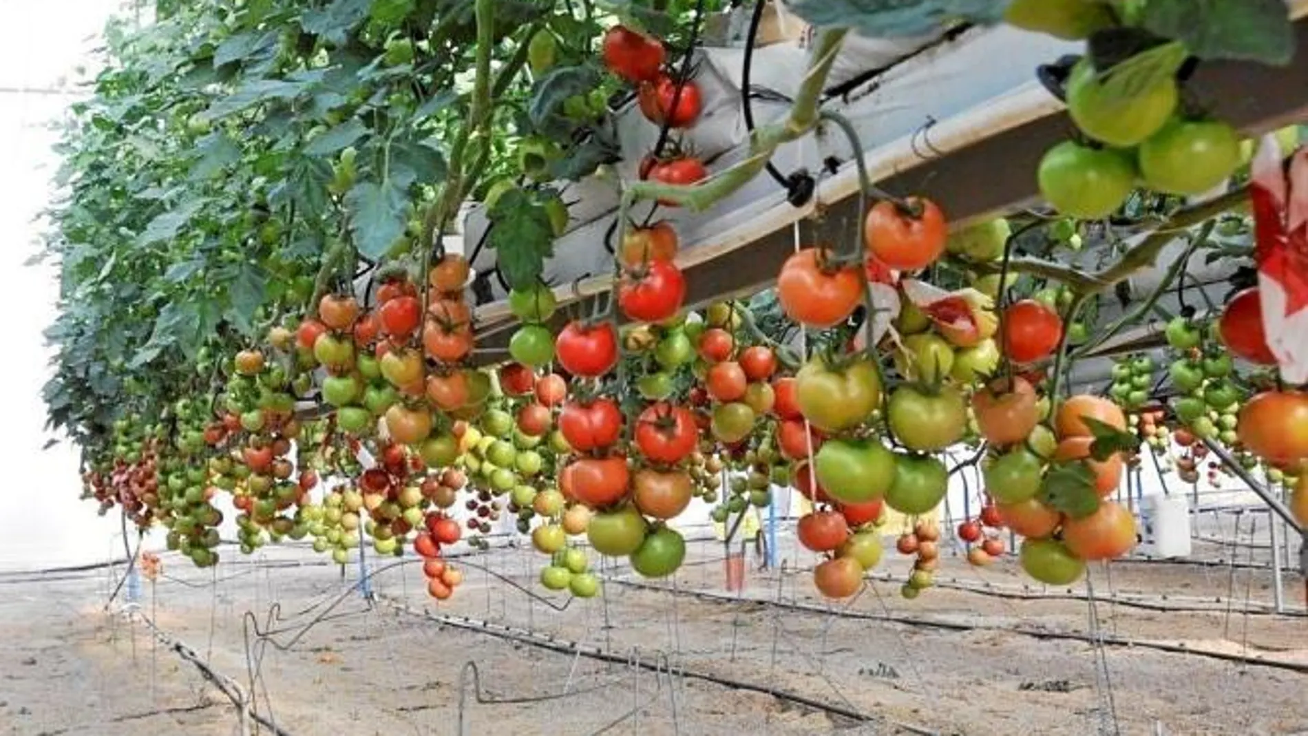 El Imida investiga cómo lograr tomates con más compuestos bioactivos y antioxidantes