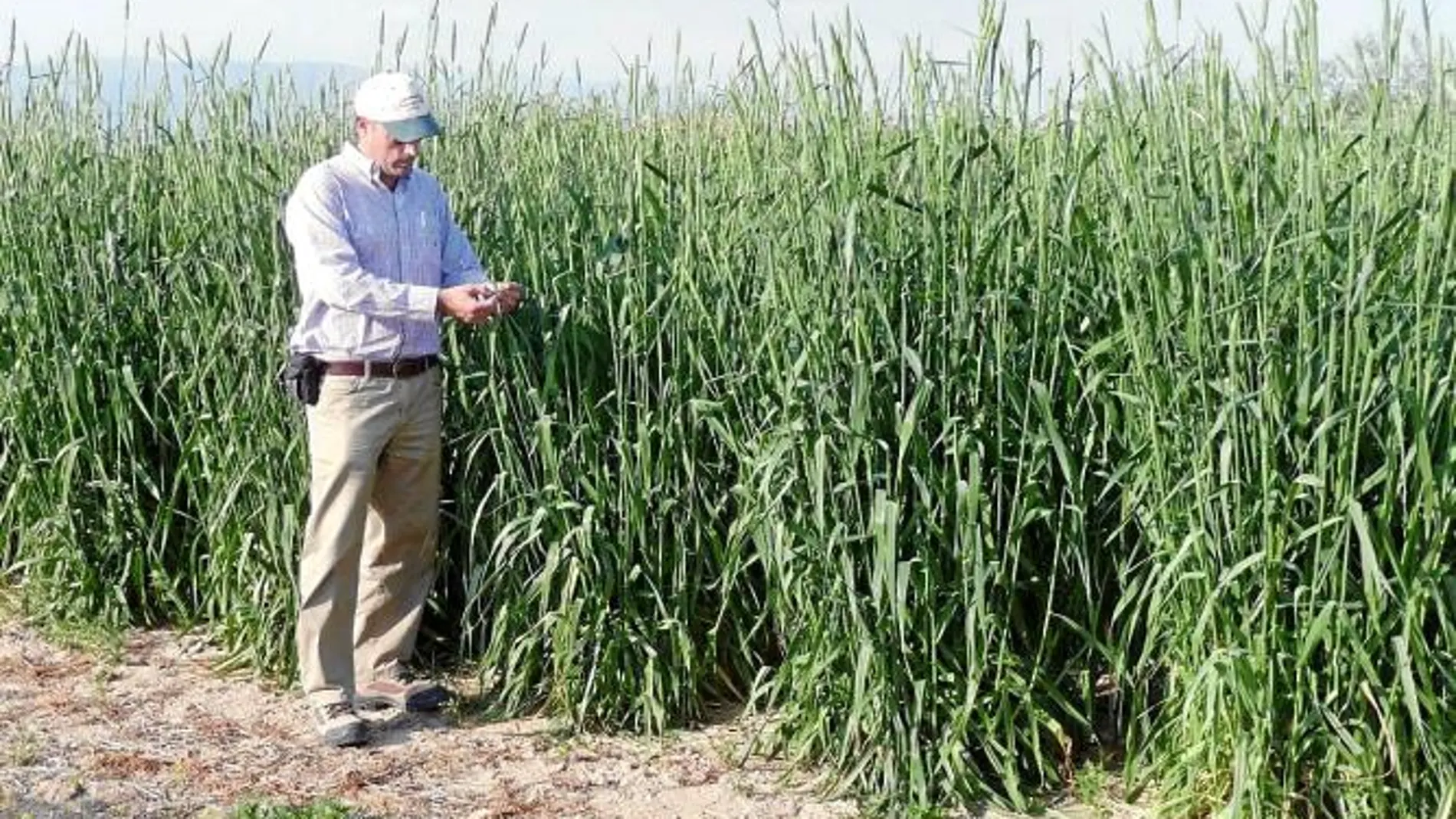 Imagen de un cultivo de gramínea perenne en una finca experimental del Imida