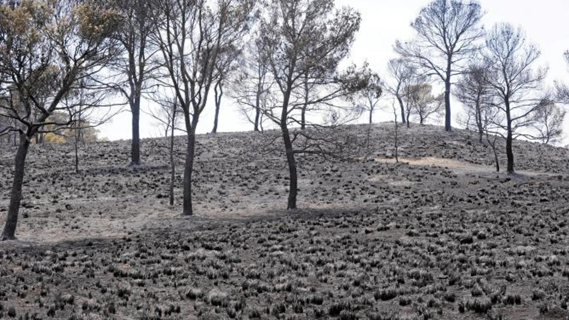El incendio de Hellín provoca un desastre natural en la Región