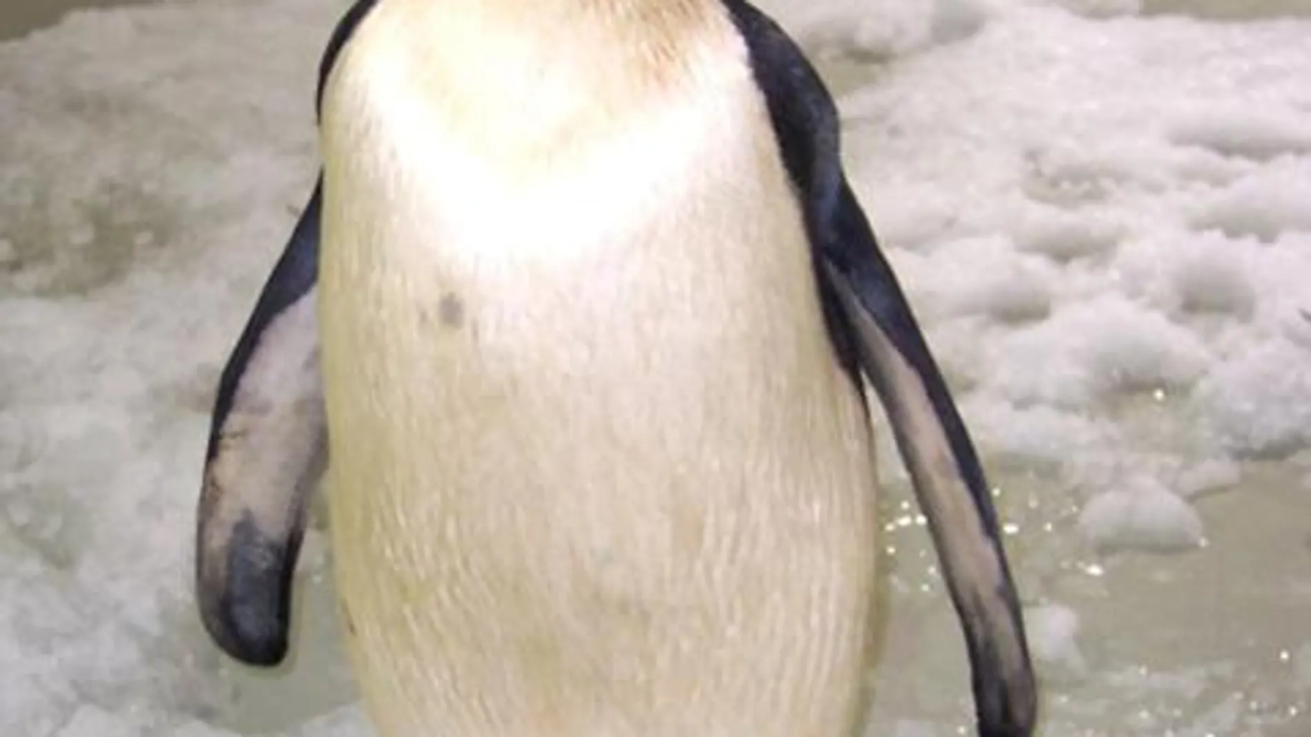 Dos borrachos amanecen con un pingüino y no se acuerdan de nada