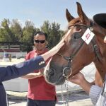 La consejera Silvia Clemente acaricia a uno de los caballos participantes en el Campeonato de España