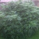 La planta de cannabis que se encontraron los agentes, y cuya imagen subieron a twitter