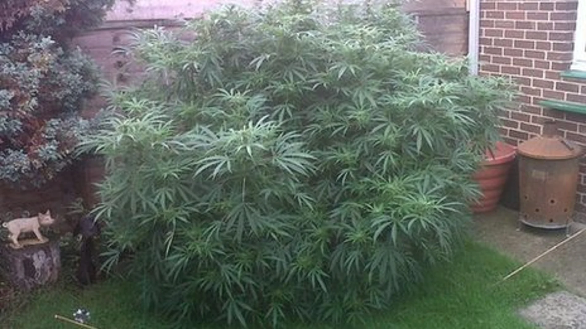 La planta de cannabis que se encontraron los agentes, y cuya imagen subieron a twitter