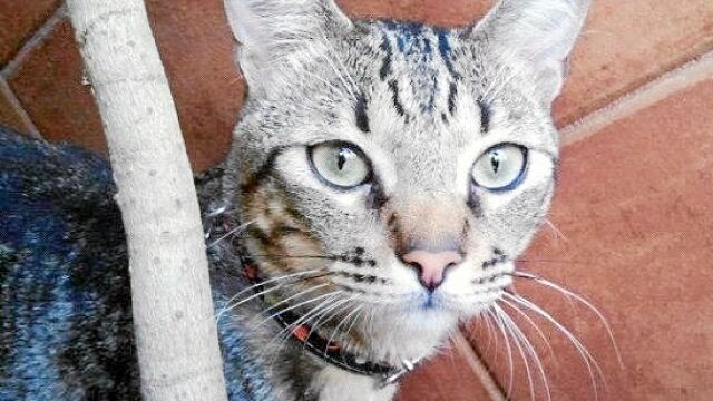 Zombie, «pequeño tigre»
