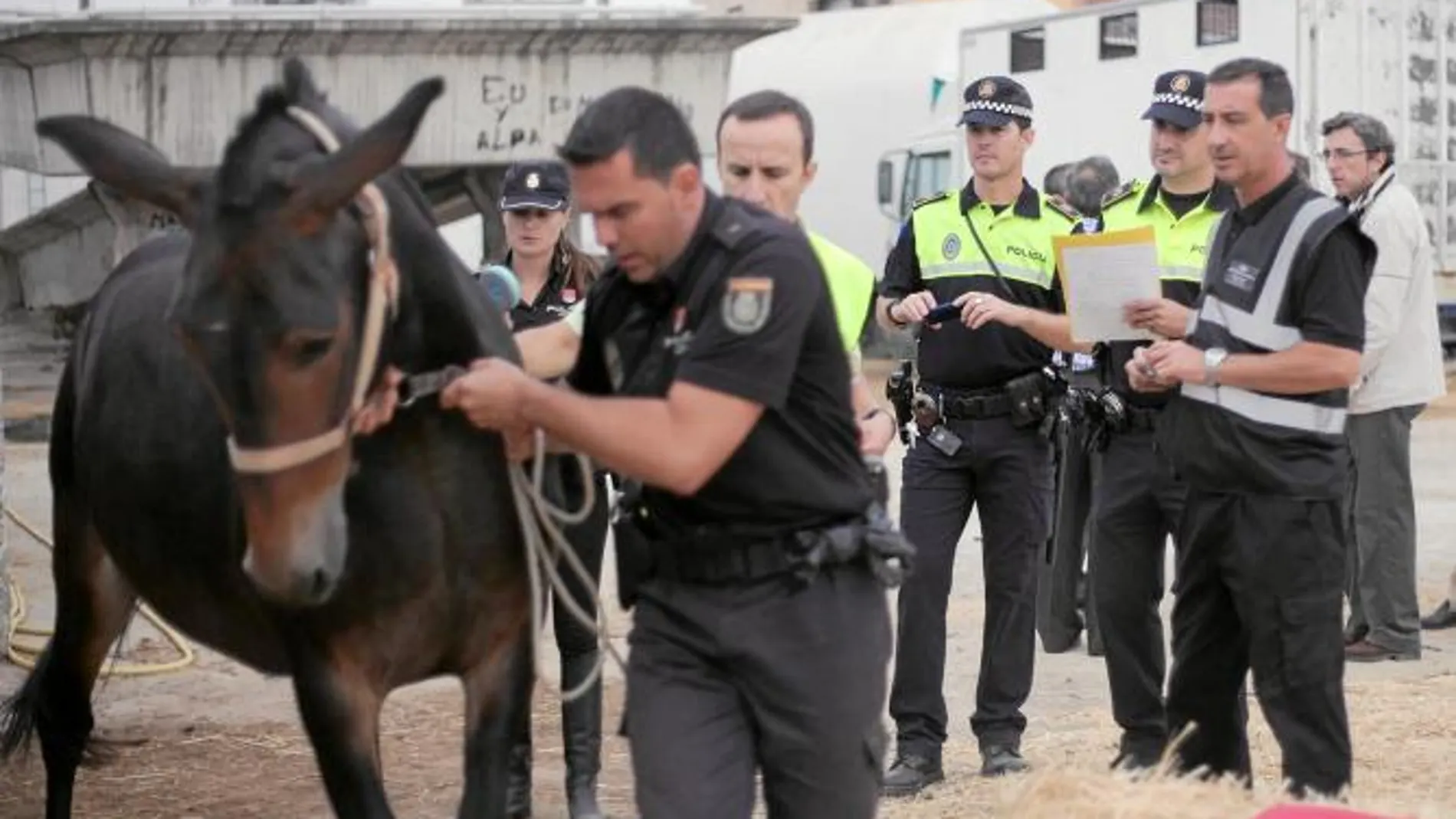 Clausura de caballerizas ilegales en Padre Pío