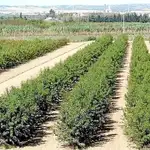  Agricultura mejora la competitividad en 1163 hectáreas de frutales