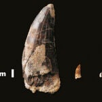 Hallado en Teruel el diente de dinosaurio carnívoro más grande de España