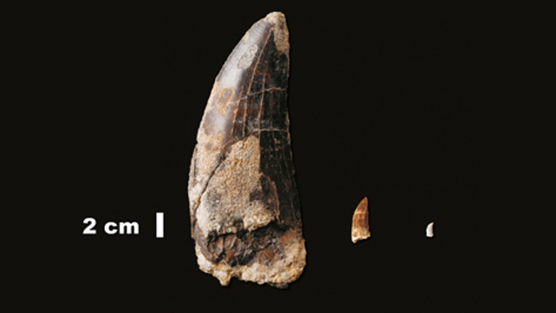Hallado en Teruel el diente de dinosaurio carnívoro más grande de España
