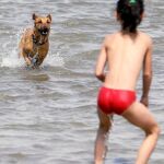 Las mascotas ante la odisea veraniega