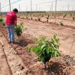Los huertos de Lorca se ven gravemente afectados por la sequía que hay
