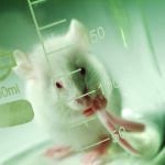 La ley contra la experimentación prima «evitar la muerte» del animal
