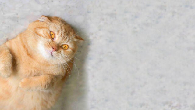 Gatos obesos: cuando viajar con un felino con sobrepeso es un impedimento