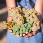 Las siete Rutas del Vino de Castilla y León